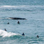 baleias-santa-catarina-viagem-livre3