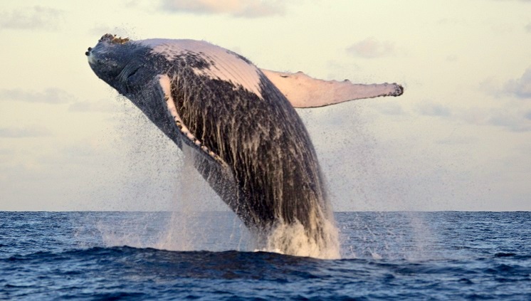 Comea temporada de observao de baleias jubarte na Bahia