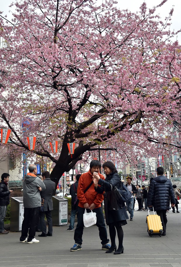 Cerejeiras ficam floridas apenas duas semanas por ano (Foto: Yoshikazu Tsuno/AFP)