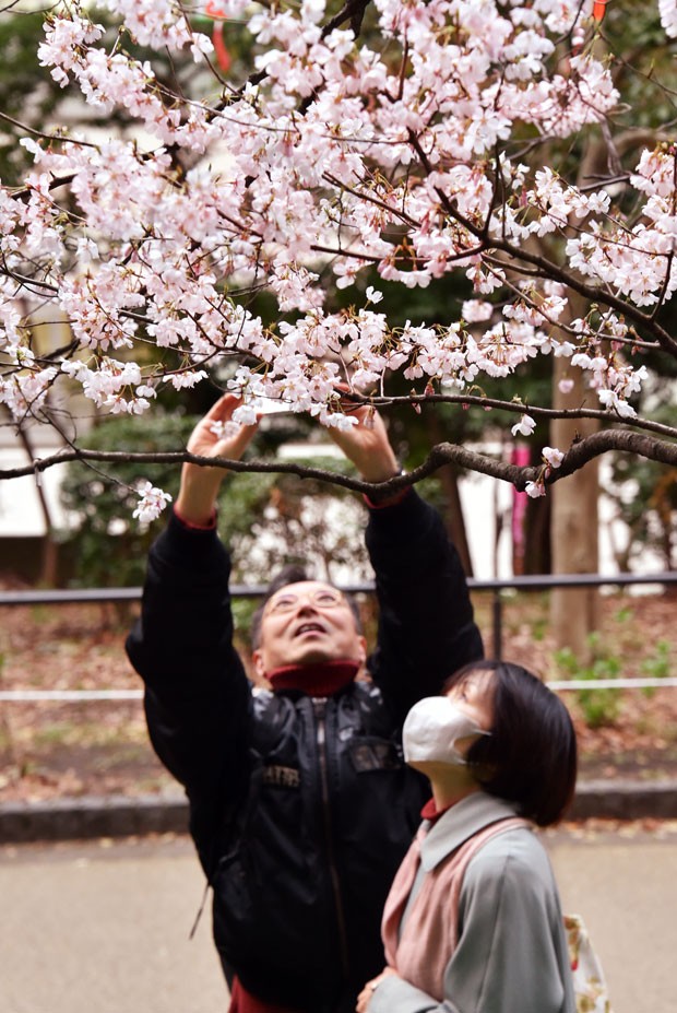 Japoneses observam cerejeira florida em parque de Tóquio (Foto: Yoshikazu Tsuno/AFP)