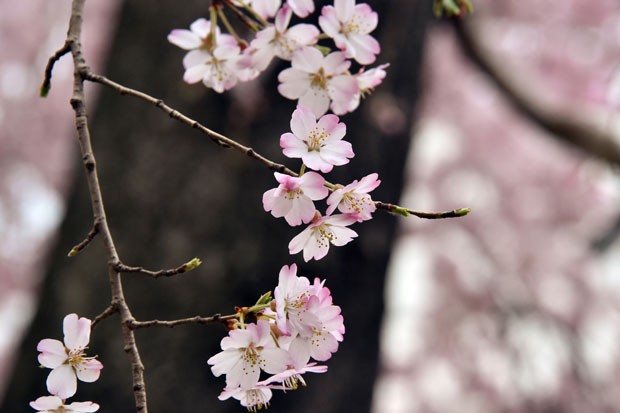 Cerejeiras em parque de Tóquio, no Japão (Foto: Yoshikazu Tsuno/AFP)