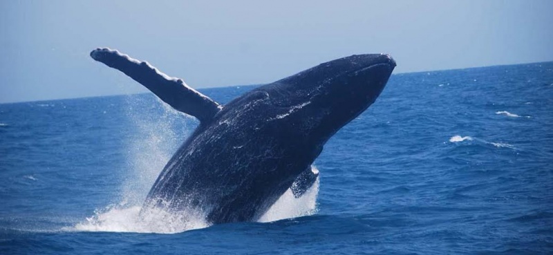 La Torre Resort apoia passeio de observao de baleias Jubarte