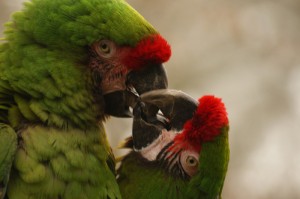 Araras Parque das Aves Foz do Iguau