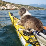 Im-kayaking-along-the-Mediterranean-Sea-since-three-years-and-Im-taking-my-found-dog-with-me-574312ac1f530__700