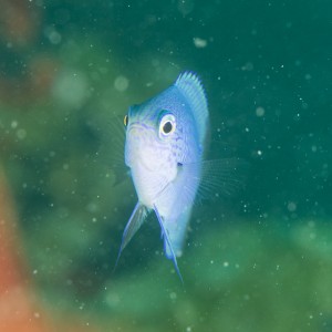 Uma das 1500 espcies de peixes da Grande Barreira de Corais
