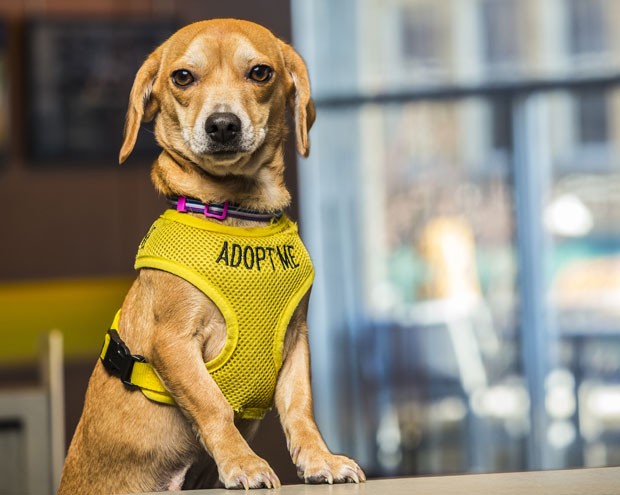 Vestindo roupas com os dizeres 'me adote', cães de um abrigo recebem hóspedes no hotel dos EUA (Foto: McKibbon Group/Divulgação)