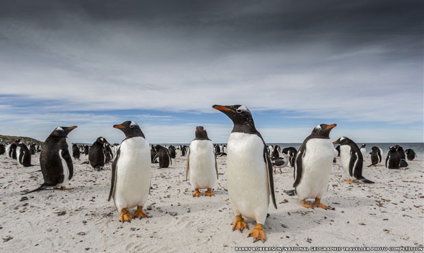 Foto dos pinguins gentoo, flagrados nas Ilhas Malvinas por Barry Robertson, foi a vencedora na categoria Animal (Foto: Barry Robertson/National Geographic Traveller 2015)