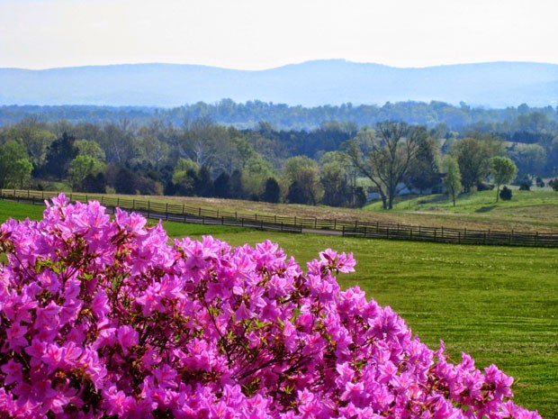 O campo de Batalha de Antietam, nos EUA, hoje é um campo tranquilo e florido (Foto: Cal Woodward/AP)