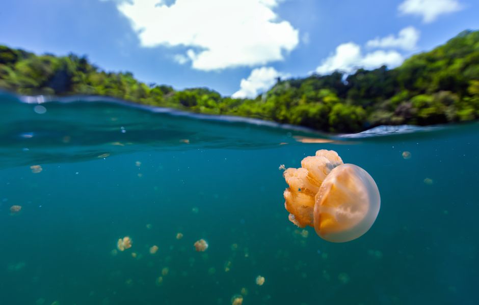 Palau, um pequeno pas na Oceania, ficou em quarto na categoria melhor pas para visitar em 2016 da Lonely Planet 