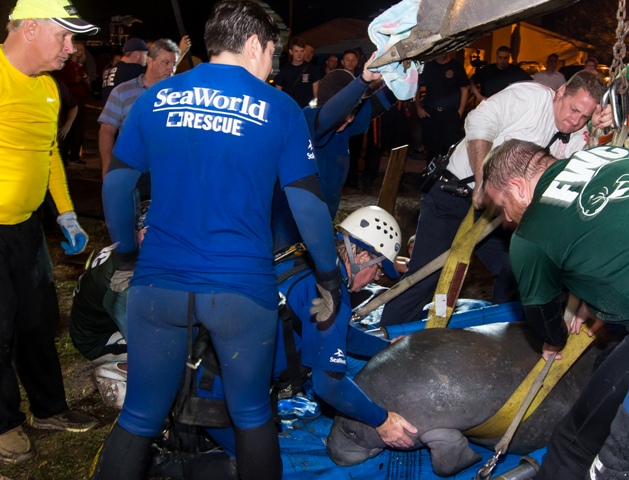 Seaworld resgata 19 peixes-bois presos em tubo de esgoto na Flrida