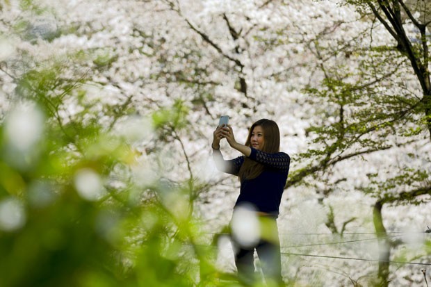 Mulher em parque de Tóquio fotografa cerejeiras em plena floração  (Foto: Thomas Peter/Reuters)