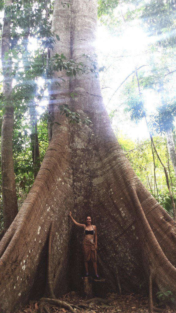 Samauma, rvore gigante que dizem ter mais de mil anos