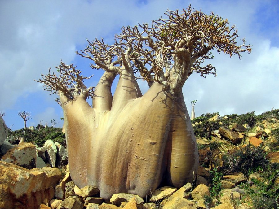 Arquiplago de Socotra, Yemen 