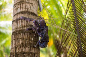 O caranguejo-do-coco  o maior artrpode que vive em terra no mundo! Um de seus alimentos prediletos  o coco, que abre facilmente com suas garras e pinas afiadas