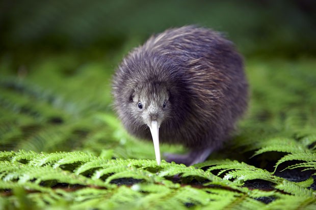 O kiwi é o animal símbolo da Nova Zelândia, mas está ameaçado de extinção (Foto: Divulgação/Rainbow Springs)