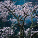 Cerejeiras no Japo