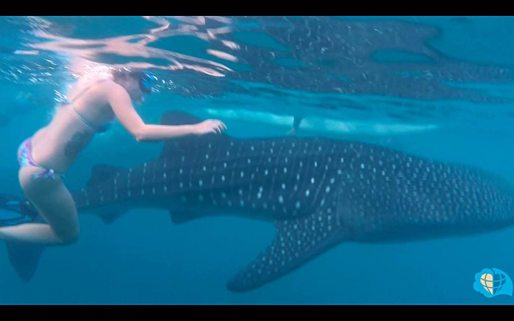 Nadando com o Tubaro Baleia.
