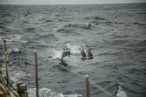 Famlia Schurmann  acompanhada por golfinhos durante navegada em Tonga