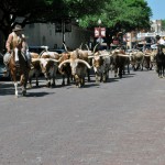 Desfile de touros em Fort Worth