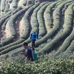 2000_Tea_Plantation_in_Ang_Khang_Royal_project