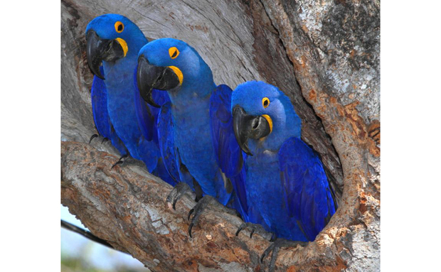 Casal de araras-azuis e seu filhote no Pantanal