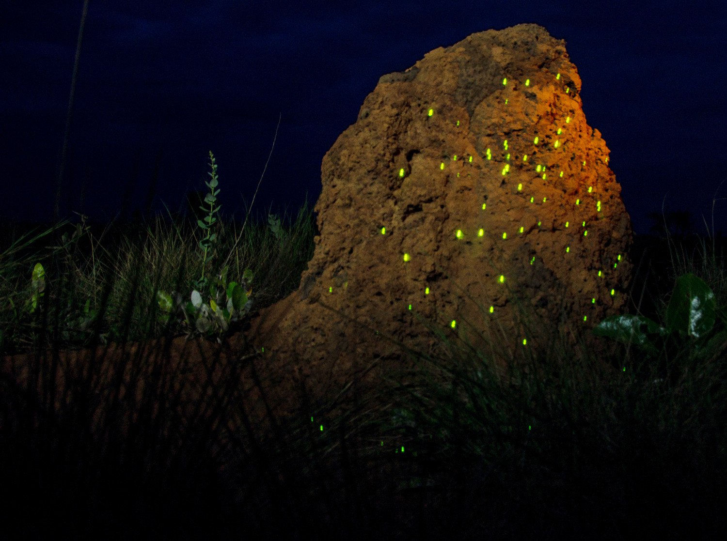 Bioluminescncia no Parque Nacional das Emas, em Gois