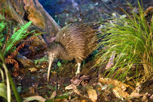 O kiwi só é encontrado naturalmente na Nova Zelândia; atualmente, a população no país é de 70 mil animais (Foto: Divulgação/Rainbow Springs)