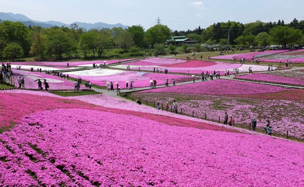 O parque Hitsujiyama, no Japão, se cobre de flores cor-de-rosa nesta época do ano (Foto: Kazuhiro Nogi /AFP)