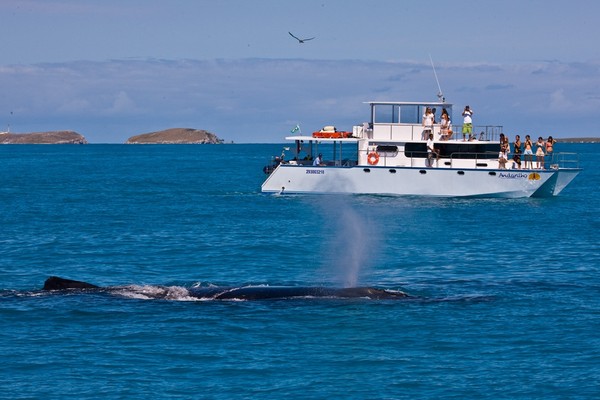 Turistas observam baleia jubarte na Bahia