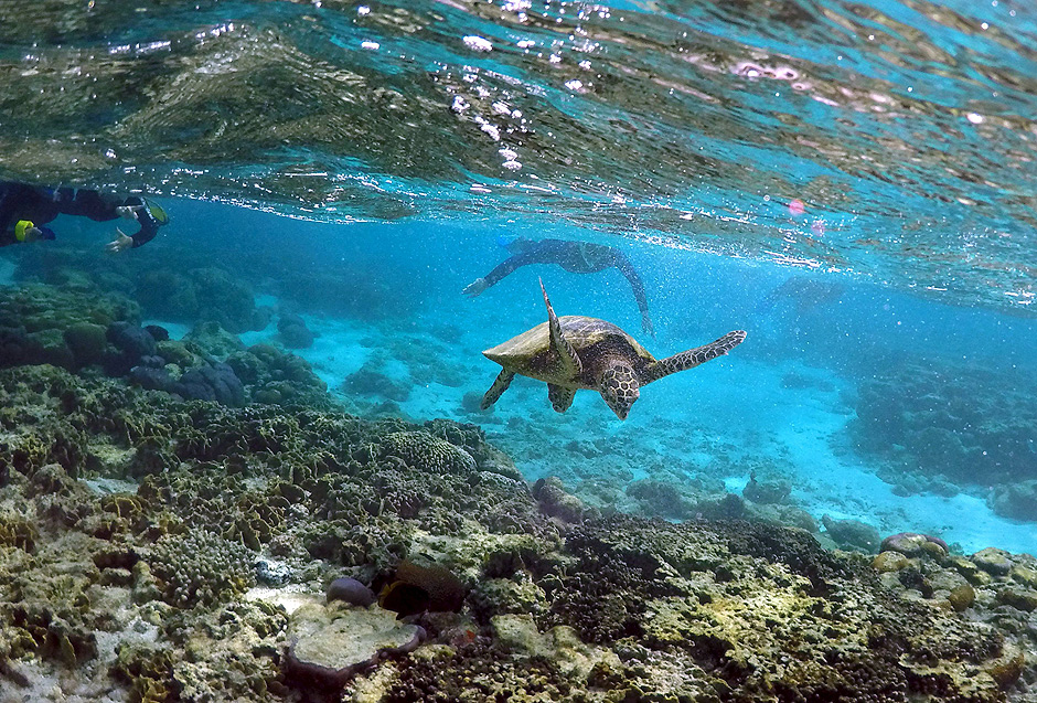 Tourists snorkel near a turtle as it looks for food amongst the coral in the lagoon at Lady Elliot Island north-east of the town of Bundaberg in Queensland, Australia, June 9, 2015. The lagoon, which is occupied by turtles during high tide, is only accessible for snorkelling during this time. UNESCO World Heritage delegates recently snorkelled on Australia's Great Barrier Reef, thousands of coral reefs, which stretch over 2,000 km off the northeast coast. Surrounded by manta rays, dolphins and reef sharks, their mission was to check the health of the world's largest living ecosystem, which brings in billions of dollars a year in tourism. Some coral has been badly damaged and animal species, including dugong and large green turtles, are threatened. UNESCO will say on Wednesday whether it will place the reef on a list of endangered World Heritage sites, a move the Australian government wants to avoid at all costs, having lobbied hard overseas. Earlier this year, UNESCO said the reef's outlook was poor. REUTERS/David Gray PICTURE 9 OF 23 FOR WIDER IMAGE STORY GREAT BARRIER REEF AT RISK SEARCH GRAY REEF FOR ALL PICTURES ORG XMIT: PXP09