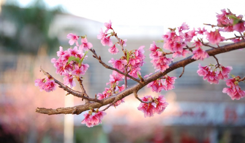Spa Igarat ter Festa da florada das cerejeiras