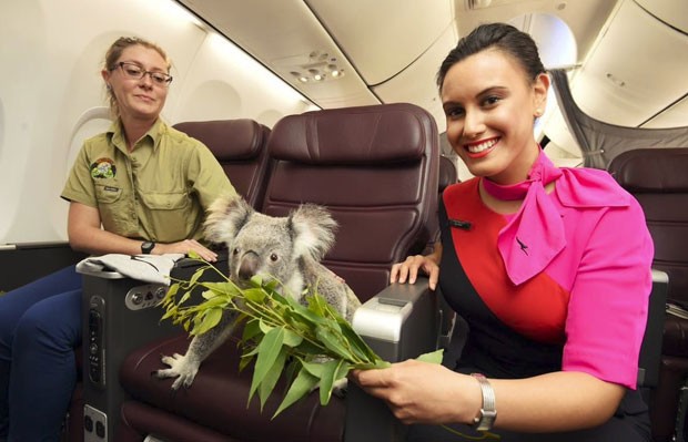 Coala recebe eucalipto no avião; planta é a base da alimentação desse animal (Foto: Qantas/Divulgação)