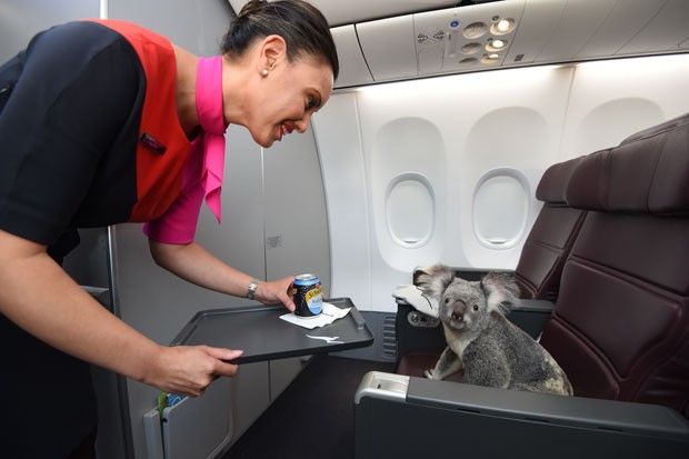 Coala é clicado como se estivesse sendo servido por comissária de bordo durante o voo entre Austrália e Cingapura (Foto: Qantas/Divulgação)