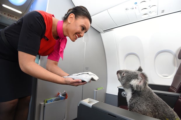Os coalas ficarão emprestados por seis meses para um zoológico em Cingapura (Foto: Qantas/Divulgação)