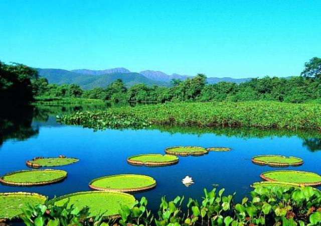 USA Today elege Pantanal como um dos melhores destinos de vida selvagem