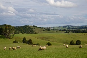A paisagem nos campos da Nova Zelndia  dominada pelas simpticas ovelhas. Aqui h mais ovelhas do que pessoas (Heitor Cavalheiro/Divulgao Famlia Schurmann)