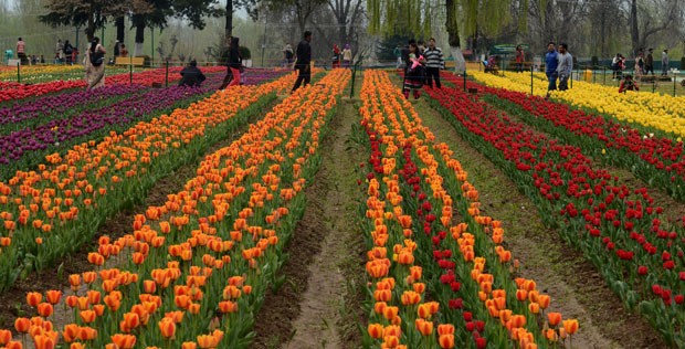 Jardim na Índia tem mais de 1,2 milhão de tulipas (Foto: Tauseef Mustafa/AFP)
