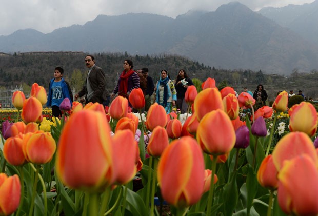 Campo de tulipas no jardim Indira Gandhi, na Índia (Foto: Tauseef Mustafa /AFP)