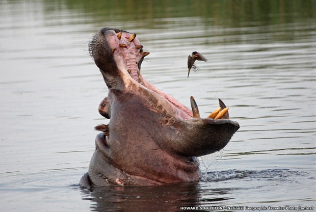 Howard Singleton registrou o bocejo de um hipopótamo (Foto: Howard Singleton/National Goegraphic Traveler Photo Contest/BBC)