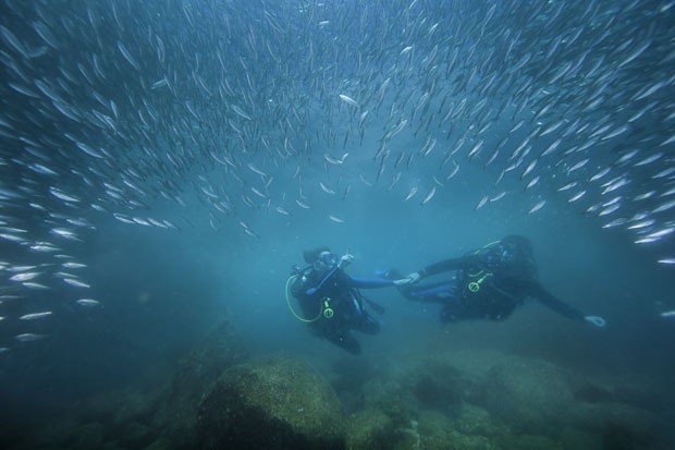 Mergulhadores no Mar de Cortez, no México (Foto: Divulgação / CPTM)