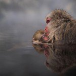 Macaco abraa filhote em zoo no Japo