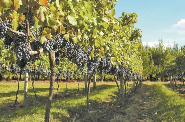 A Villaggio Grando ajuda a tornar o Estado referncia nos vinhos de altitude - Divulgao/ND