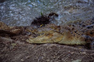 Existem entre 100 e 200 mil crocodilos na Austrlia