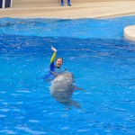 Treinadora nadando com um dos golfinhos