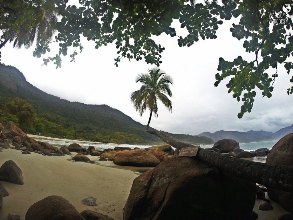 Coqueiro deitado da praia de Aventureiro, em Ilha Grande