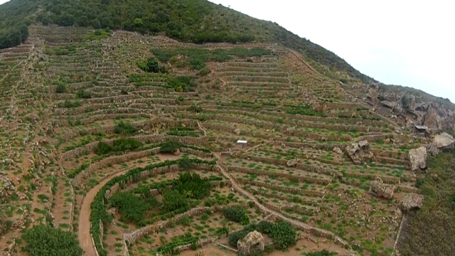 Quando il vino e la vigna sono presidio, anche sociale, del territorio: a Pantelleria, dove la viticoltura, durissima ed eroica, con l’alberello pantesco patrimonio Unesco, sta invertendo la tendenza dell’esodo, soprattutto dei giovani, dall’Isola