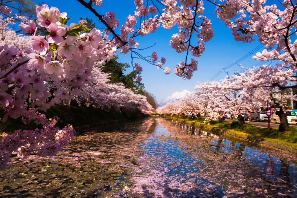 Japão: além das cerejeiras, a primavera no país encanta com flores e cores variadas 