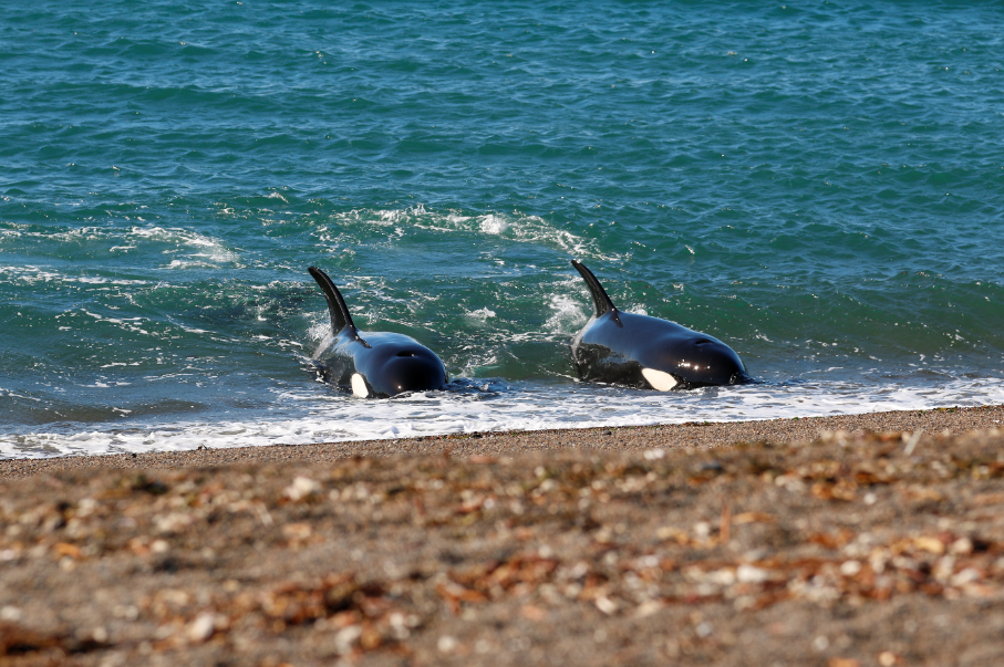 Entre os meses de março a maio é possível observar as incríveis orcas na frente da Punta Norte praticando uma tática predatória que só acontece nesta parte do mundo.