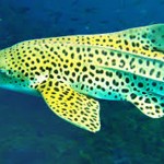 Peixes com formatos curiosos