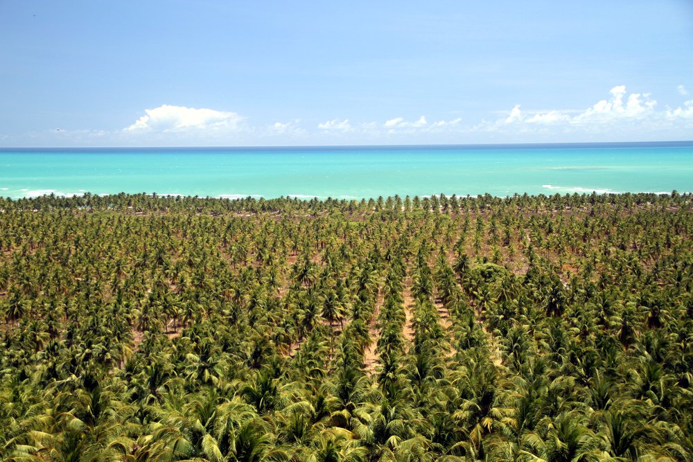 PRAIA DO GUNGA (AL): Localizado a 49 km de Macei, o municpio de Roteiro abriga essa que  uma das praias mais belas do litoral brasileiro, uma ponta de areia branca, recortada por coqueiral denso, que separa o oceano Atlntico e a Lagoa do Roteiro. Na foto, vista do mirante do Gunga, no litoral sul de Alagoas (foto: Eduardo Vessoni)